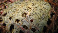 090 Didemne coriace (Didemnum cf coriaceum)